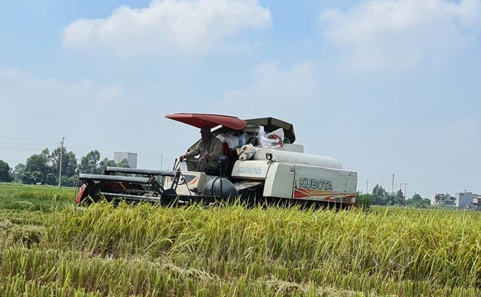 Gần 80% diện tích lúa mùa đã được thu hoạch
